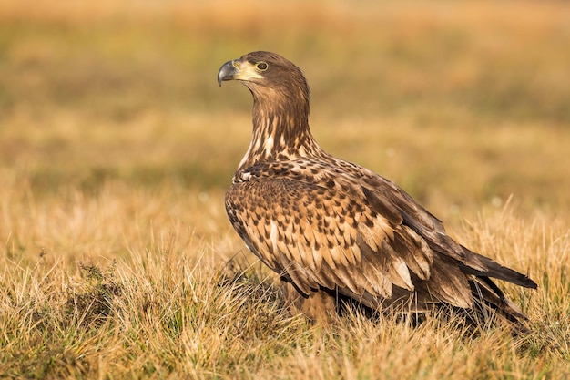 Aigle de Virginie assis sur le sol dans la nature d'automne