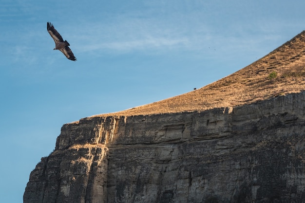 Un aigle volant au-dessus d'une falaise rocheuse. Vautour fauve Gyps fulvus volant dans le ciel au-dessus des montagnes.