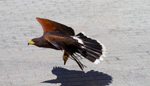 aigle volant à basse altitude