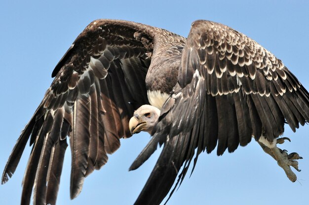 Photo l'aigle volant contre un ciel dégagé