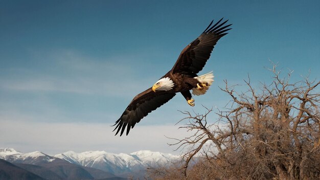 Photo les aigles dans la poursuite en plein air