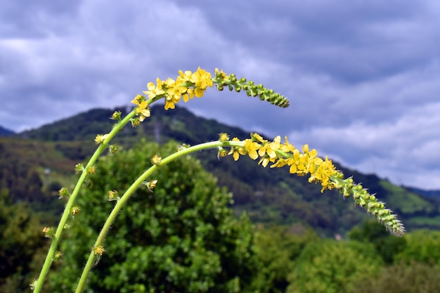 Aigremoine Agrimonia eupatoria commun en fleur avec un ciel nuageux