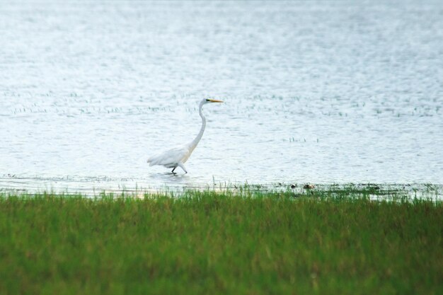 Photo les aigres cherchent de la nourriture dans l'eau