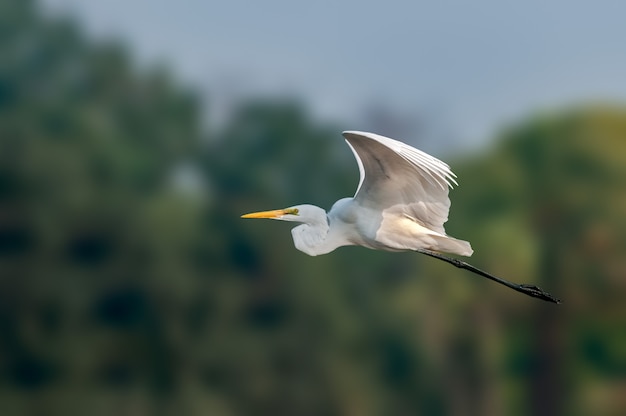 Une aigrette de bétail volant sur un fond vert