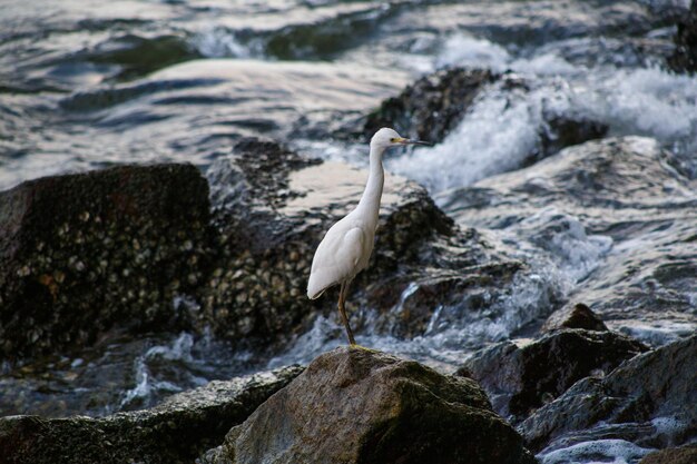 Aigrette blanche en plein air dans la lagune Rodrigo de Freitas à Rio de Janeiro