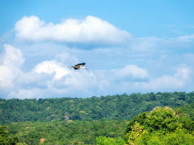 Aigrette blanche volant dans le ciel.