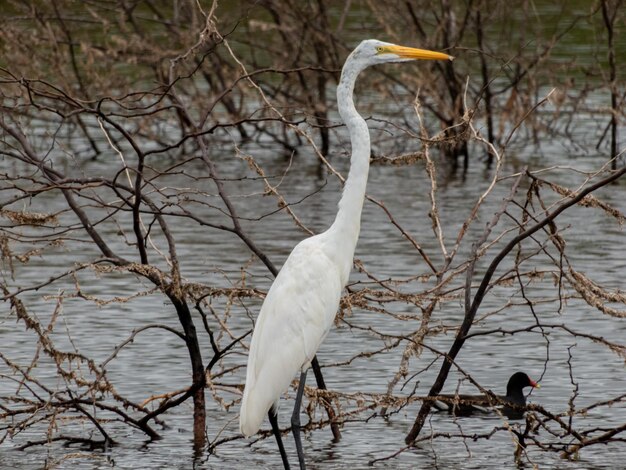 Photo aigrette blanche