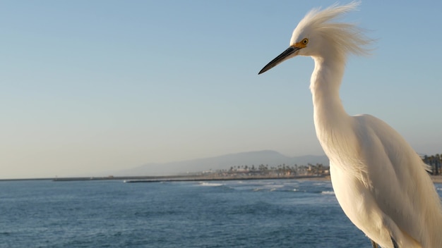 Aigrette enneigée blanche sur les balustrades de la jetée en bois, promenade Oceanside, California USA. Plage de l'océan, vagues d'eau de mer. Gros plan sur un oiseau héron côtier, un paysage marin et un ciel bleu. Portrait de comportement animal drôle.