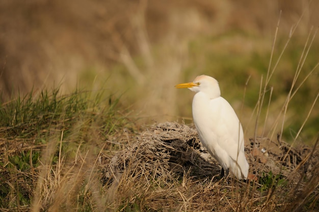 L'aigrette garde-boeuf est une espèce de la famille des ardeidae