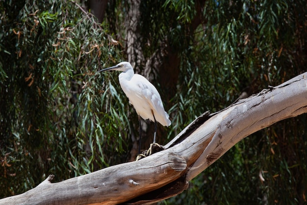 Aigrette garzette dans un arbre dans un parc à Fuerteventura, Espagne