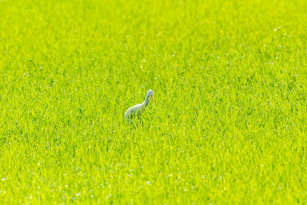 Photo aigrette garzette dans la rizière en thaïlande