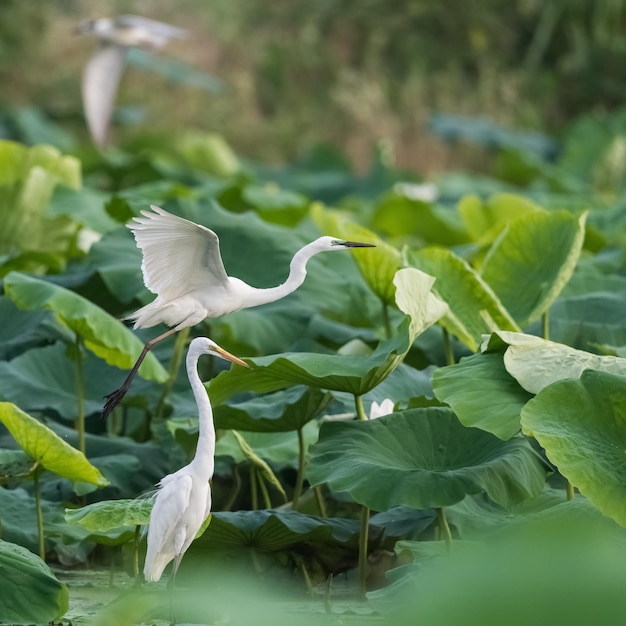 Aigrette garzette debout et garzette en vol sur l'étang de lotus