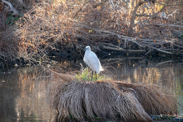 Aigrette garzette Egretta garzetta petit héron blanc avec un bec noir