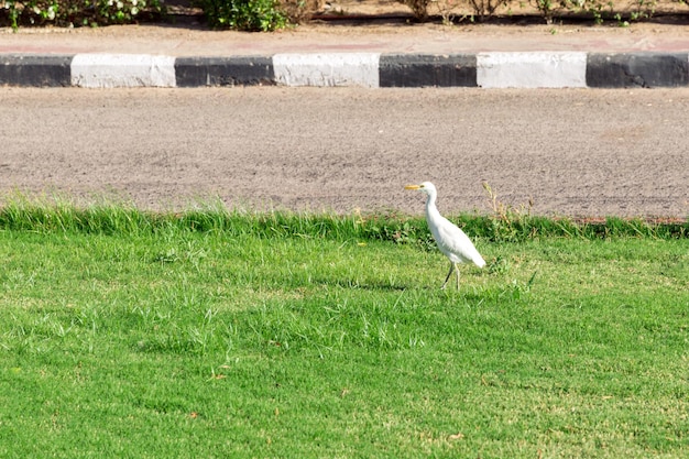 L'aigrette garzette sur l'herbe sous le soleil de l'Egypte latine Ardea alba sur fond de feuillage vert fleurs blanches