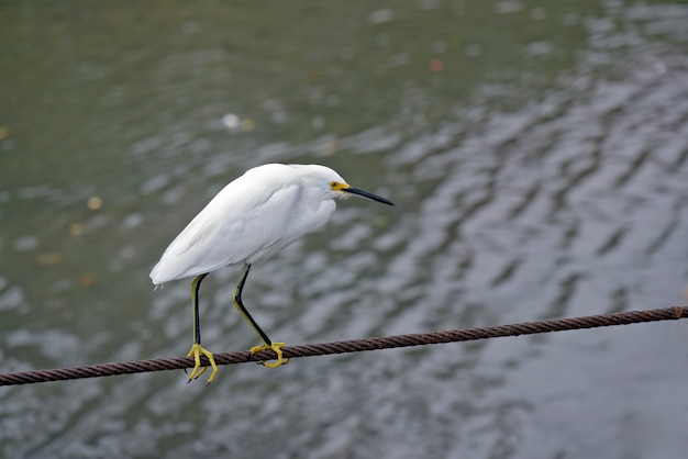 Aigrette neigeuse en câble d'acier au-dessus de la rivière