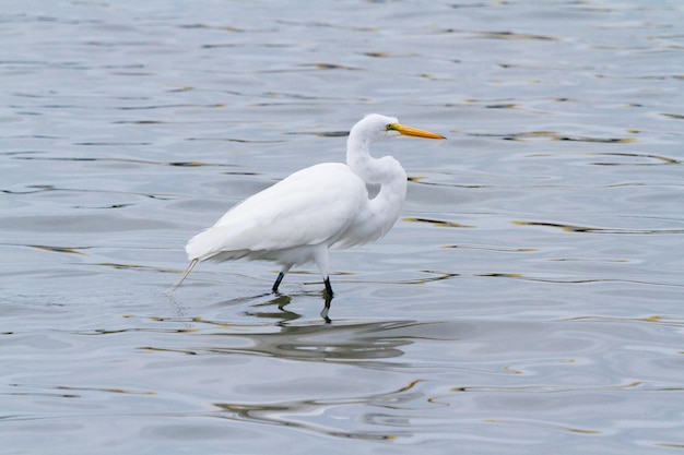 Aigrette neigeuse dans l'habitat indigène sur l'île South Padre, TX.