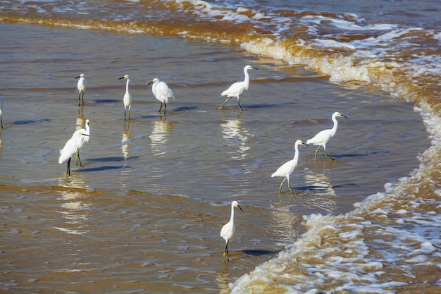 Aigrette Neigeuse Dans Le Parc National Des Everglades, En Floride.