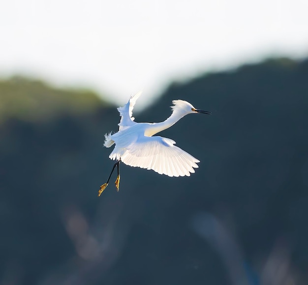 Aigrette neigeuse entrant pour un atterrissage