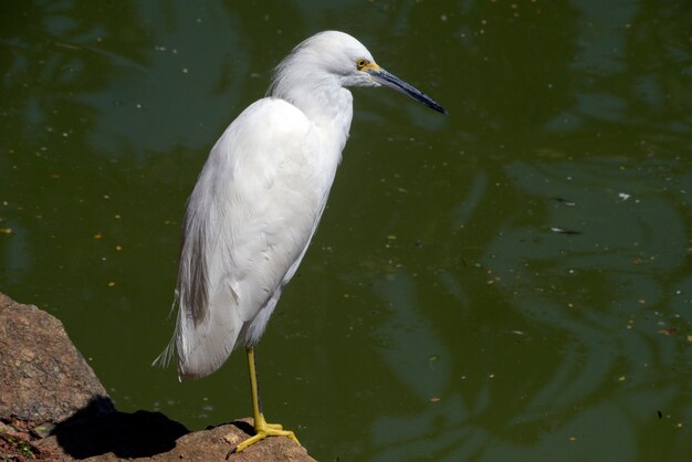 Aigrette neigeuse pêchant dans un lac peu profond