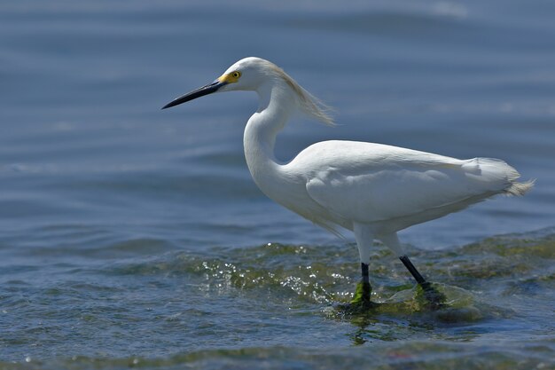 Aigrette neigeuse