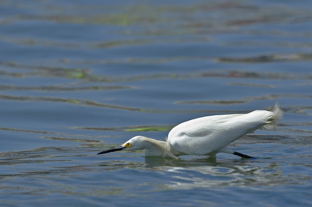 Aigrette neigeuse