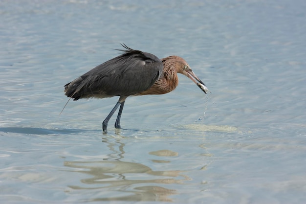 Aigrette rougeâtre sur le rivage