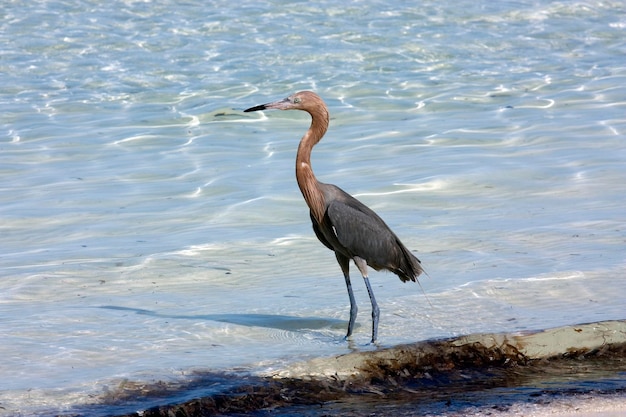 Aigrette rougeâtre sur le rivage