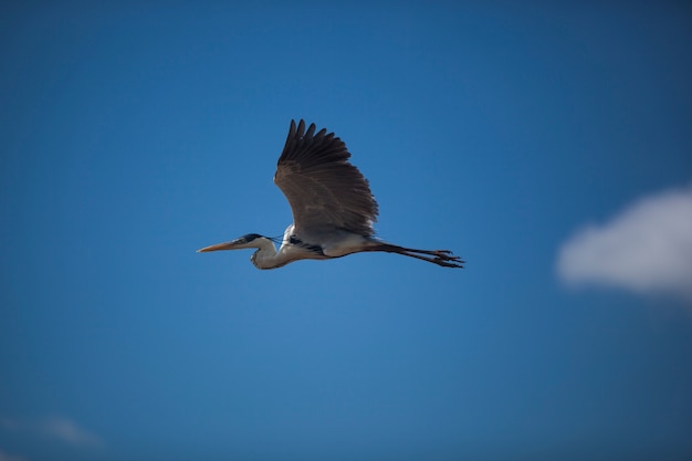 Aigrette volante sur fond de ciel bleu. oiseaux à l'état sauvage