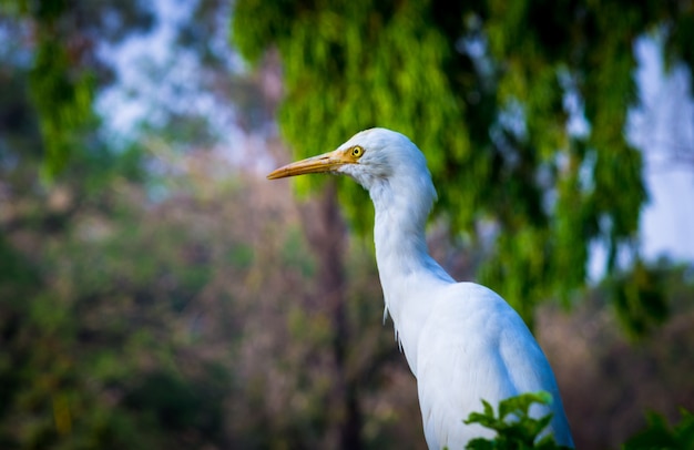 Aigrette