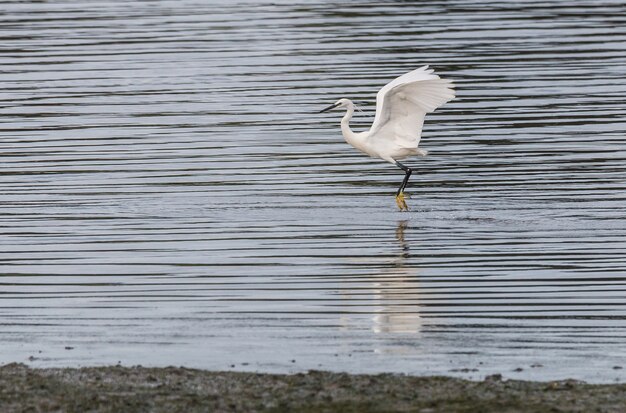 Photo les aigrettes et hérons se nourrissent de l'estuaire de l'eo