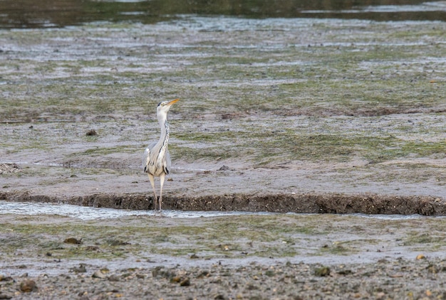 Les aigrettes et hérons se nourrissent de l&#39;estuaire de l&#39;Eo