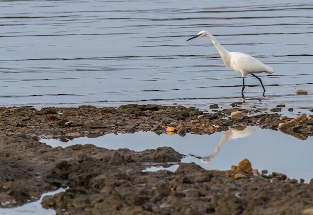 Les aigrettes et hérons se nourrissent de l&#39;estuaire de l&#39;Eo