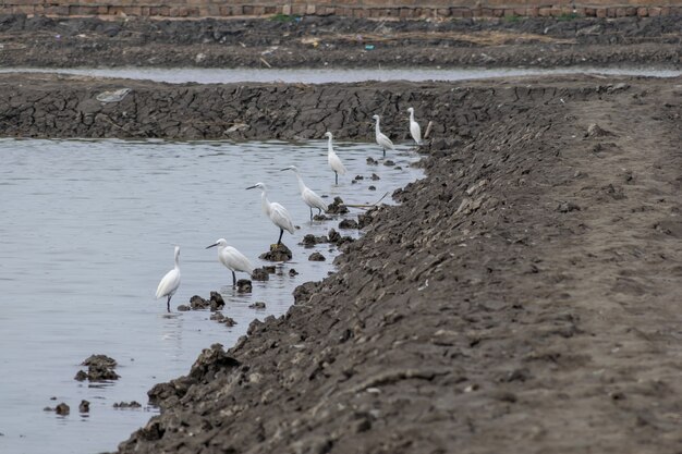 Les aigrettes se reposent sur la plage noire