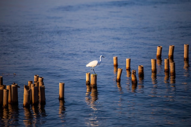 Les aigrettes sont sur un poteau dans l'eau