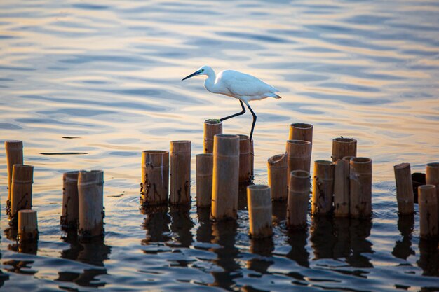 Les aigrettes sont sur un poteau dans l'eau