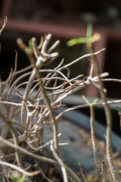 Aigreurs D'arbres Morts Et Séchés Dans Un Pot De Fleurs.