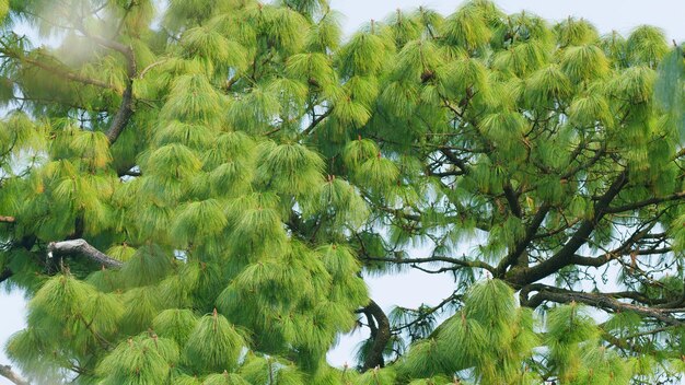 Photo aiguilles longues pin blanc chinois pin du bhoutan pin bleu aiguilles douces pin concept de nature encore