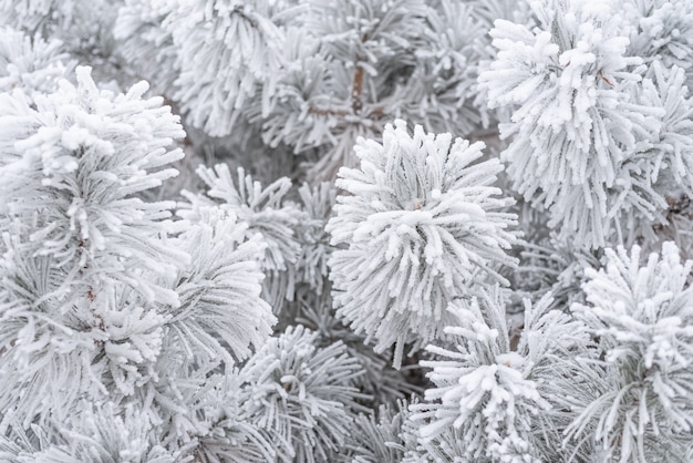 Aiguilles de pin conifères recouvertes de neige duveteuse. Macro