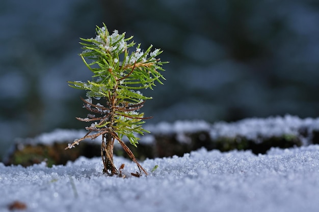 aiguilles de pin couvertes de neige