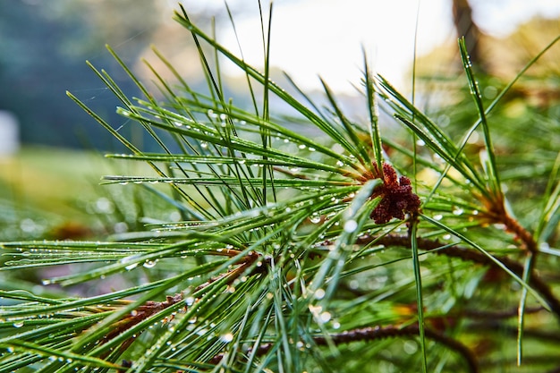 Aiguilles de pin recueillant la rosée du matin