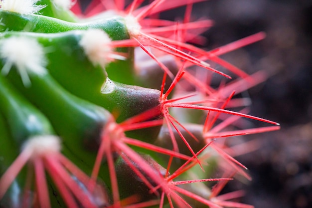 Aiguilles rouges corail d'un cactus. Nouvelles aiguilles blanches sur un cactus.