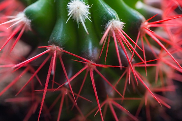 Aiguilles rouges corail d'un cactus. Nouvelles aiguilles blanches sur un cactus.