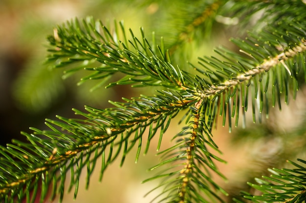 Aiguilles vertes sur arbre