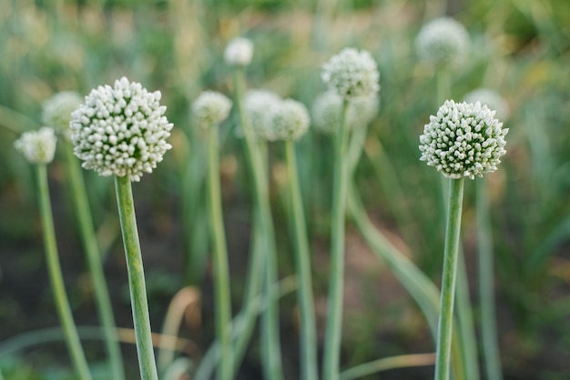 L'ail fleurit dans le jardin en été