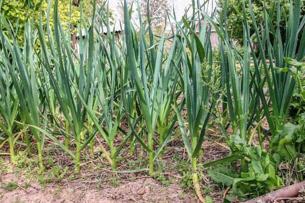 L'ail frais pousse dans le jardin dans le jardin