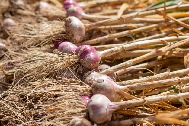 L'ail mûr frais se trouve sur le solRécolte