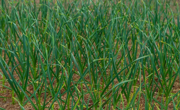 L'ail pousse dans le jardin Mise au point sélective