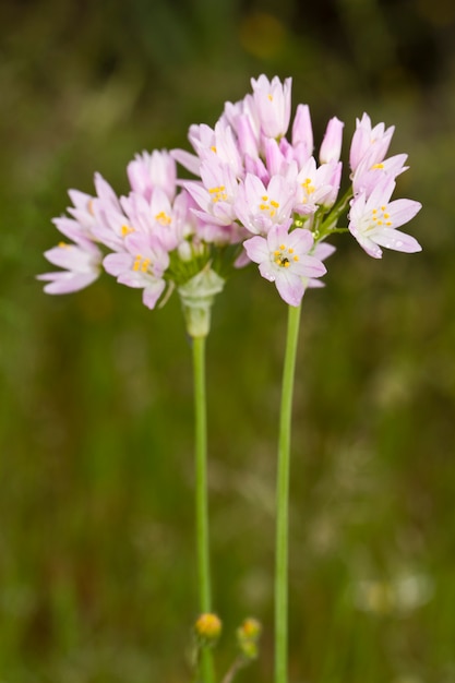 Ail rosé (allium roseum)