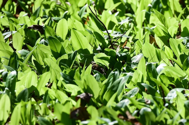 Photo l'ail sauvage laisse le champ au printemps au gros plan allium ursinum ou porte des feuilles vertes d'ail dans le