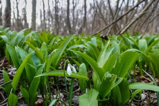 Ail sauvage savoureux dans le sol de la forêt au printemps